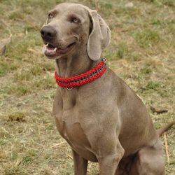 Weimaraners can be great human friends and loyal hunters who bring great pleasure to their owner.