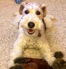 Wire Fox Terrier – one of the most adapted pets to city life.