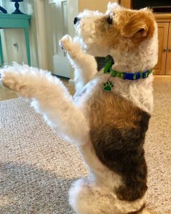This is a very energetic breed, requiring 30 to 60 minutes of exercise daily.