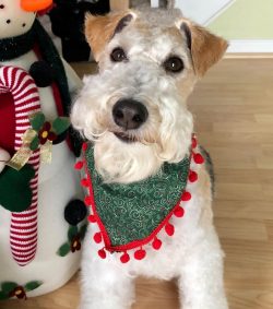 Do not leave the wire fox terrier alone with other animals. Even if he used to treat them neutrally.