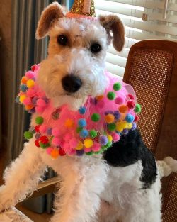 Fierce Fox Terriers are fearless and will fight other dogs, even if they are several times their ...