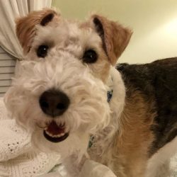 The Wirehaired Fox Terrier barks a lot and loudly. Chase rabbits, birds, cats and even small dog ...