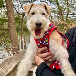 Wire fox terriers love to eat and gain weight with ease. Adjust the amount and calorie content o ...