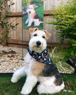 Wire Fox Terrier is a breed of dog, one of the many in the group of terriers. These dogs were us ...