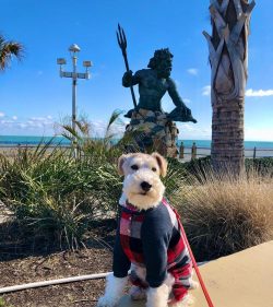 Wire Fox Terriers were bred in England by fans of hunting foxes and other burrowing predators.