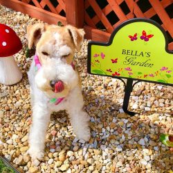 The Wire Fox Terriers are believed to be ancestors of the Black and Tan Working Terriers of Wale ...
