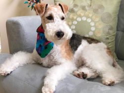If the task of the hounds was to raise the beast, then the Wire Fox Terriers chased it in burrow ...