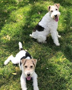 It is believed that the short tail served as a comfortable handle for getting the dog out if it  ...