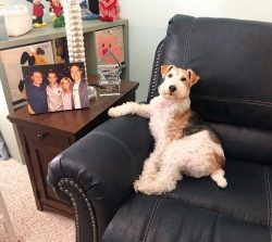 At first, the Wirehaired and Smooth Fox Terriers did not differ from each other and even crossed ...