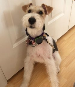 To buy Wire Fox Terriers you need to look for a kennel, but still this is not exclusive.