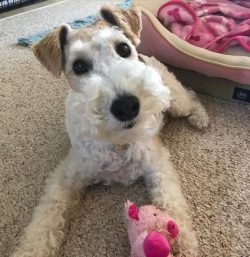Wire Fox Terriers are a rare breed, if you are buying a puppy, take the time to find a suitable  ...