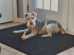 Today Wire Fox Terriers do not occupy leading positions in the ratings, but they are not very ra ...