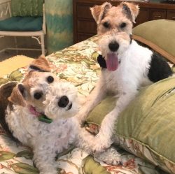 The dog is medium in size, and their weight is not limited by the standard. Usually males weigh  ...