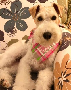 The main color is white, it can have spots of any color, with the exception of brindle, red or b ...