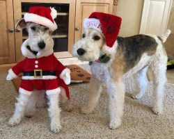 All terriers are 100% dogs, and the fox terrier is the most energetic of them all. They are cock ...