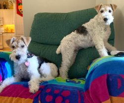 The length of the Wire Fox Terrier coat varies with climate and season. There is a short and sof ...