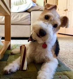 Wire Fox Terriers love kids, they make friends and love to play with. Only they can be rude in g ...