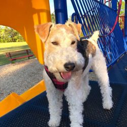 Distinctive features of fox terriers are energy and intelligence. They love to be close to the o ...