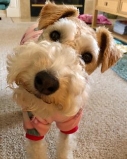 Set rules, boundaries and limits and don’t let your dog break them. If you are eating, the ...