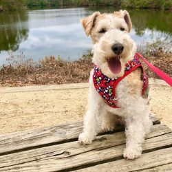 Behavior that is too gentle will cause the fox terrier to sit on your head and ruin the relation ...