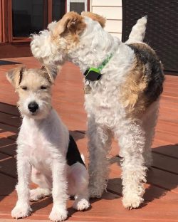 Obedience training can be problematic, as, in addition to independence, it is also characterized ...