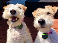 Wire Fox Terriers are average learners and not easy to train, but also easy. On the one hand, th ...