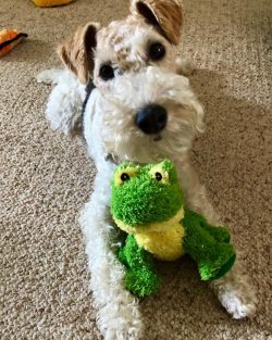 Keep in mind, while these dogs are not bad family pets and love to play with children, they tend ...