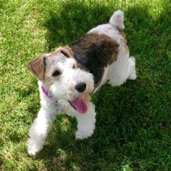 Do not leave Wire Fox Terrier unattended with small children.
 