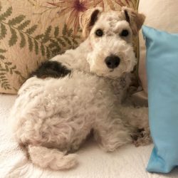 Wire Fox Terriers are known to be prone to excessive barking, which can be very annoying for own ...