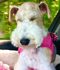 Wire Fox Terriers can get into fights with other dogs, even large ones.