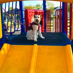 It is worth noting that owners of Wire Fox Terriers may need a lot of patience. There is an opin ...