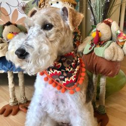 Wire Fox Terriers love to dig, sometimes even at home, which is not always understood by their o ...