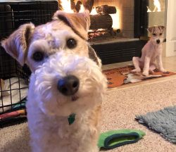 Wire Fox Terriers are very lively and excitable dogs. They always want to play and are able to m ...