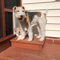 Wire Fox Terriers are very defensive. Therefore, the punishment of such a pet can turn into a gr ...