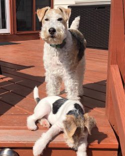 Wire Fox Terriers don’t like being left alone.