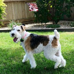 Taking part in any kind of competition is a great way to satisfy the needs of fox terriers for a ...