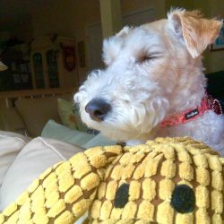 Wire Fox Terriers needs consistent training. It is important to teach them to obey.
