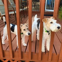 Wire Fox Terriers love to spend time outdoors and need long walks. But even at home these dogs a ...