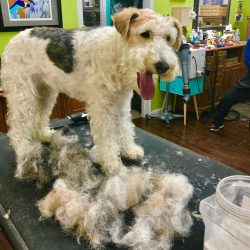 The Wire Fox Terrier is a very active and lively breed.