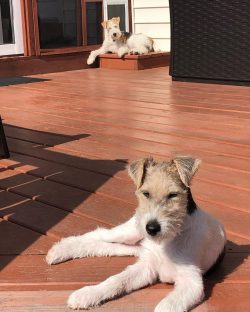 Caring for a Wire Fox Terrier is fairly straightforward unless you intend to show your dog at shows.