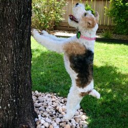 The Wire Fox Terriers’ tail is set high, massive, lifted up, docked.