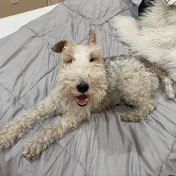 The Wire Fox Terrier’s neck is quite long, strong, extended towards the shoulders.
 