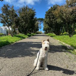 The Wire Fox Terrier’s neck is quite long, strong, extended towards the shoulders.
 