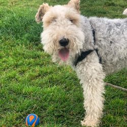 Wire Fox Terriers with light eyes are not desirable for breeding.
 