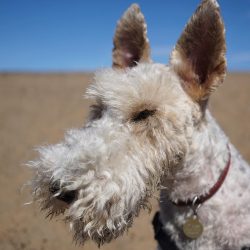 The Wire Fox Terrier’s ears are triangular, rather small, hanging on cartilage, the tips t ...