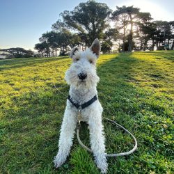 The appearance of Wire Fox Terrier is absolutely harmonious and proportional. The shape of the s ...