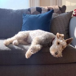 A bored fox terrier quickly develops destructive behavior.