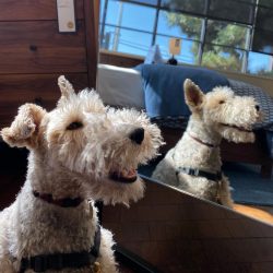 It is known that King Edward the Seventh was a fan of fox terriers. His favorite was a dog named ...