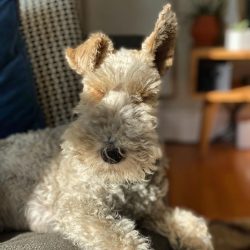 There is speculation that the Smooth Fox Terrier and the Wire Fox Terrier are not actually relat ...