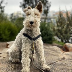 The first Fox Terrier breed club appeared in 1876 in England. It defined the standard for the br ...